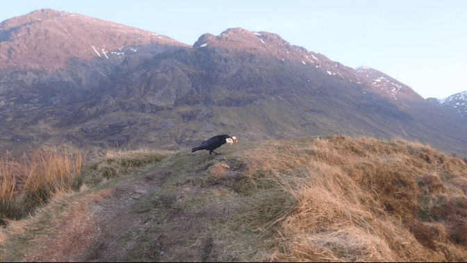 Glen Coe Raven