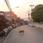 Escaping the Lockdown in Thailand