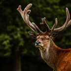 Hunting Deer at Tatton Park