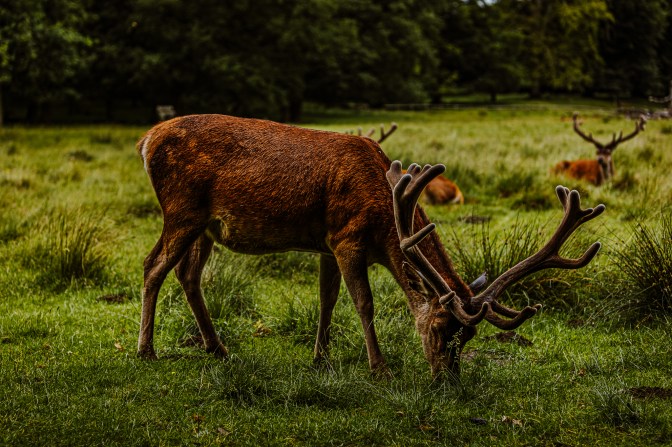 TattonPark&Knutsford-19.6.20-4