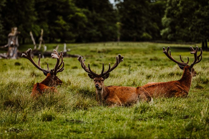 TattonPark&Knutsford-19.6.20-5