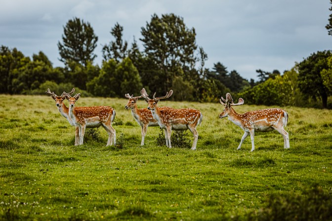 TattonPark&Knutsford-19.6.20-65