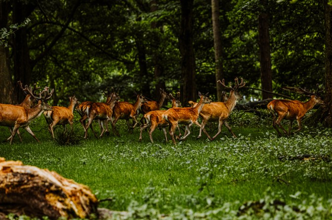 TattonPark&Knutsford-19.6.20-71